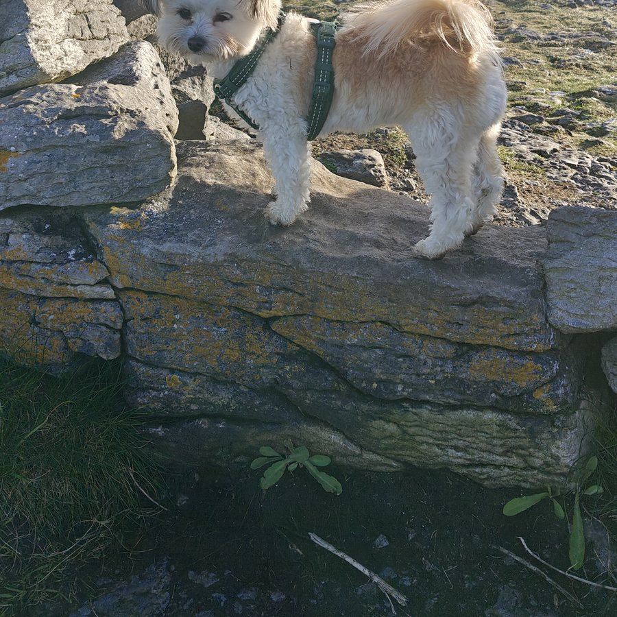Limestone pavement in the Burren with one of Cat's dogs on a wall