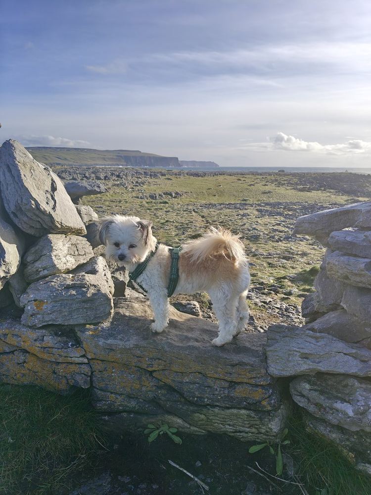 Cat's dogs on a stone wall with the Burren behind
